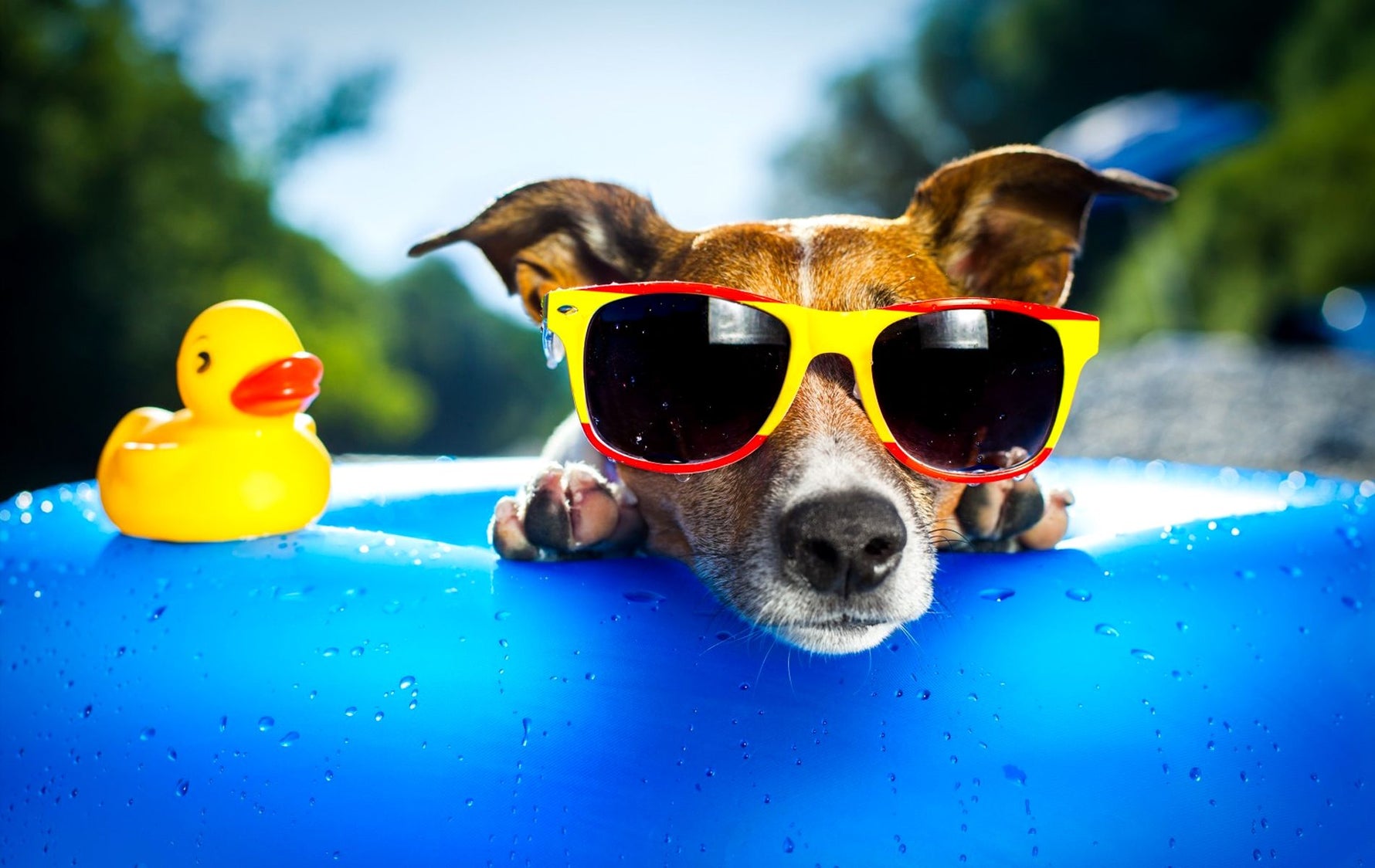5 Tips to Keep Your Dog Cool This Summer