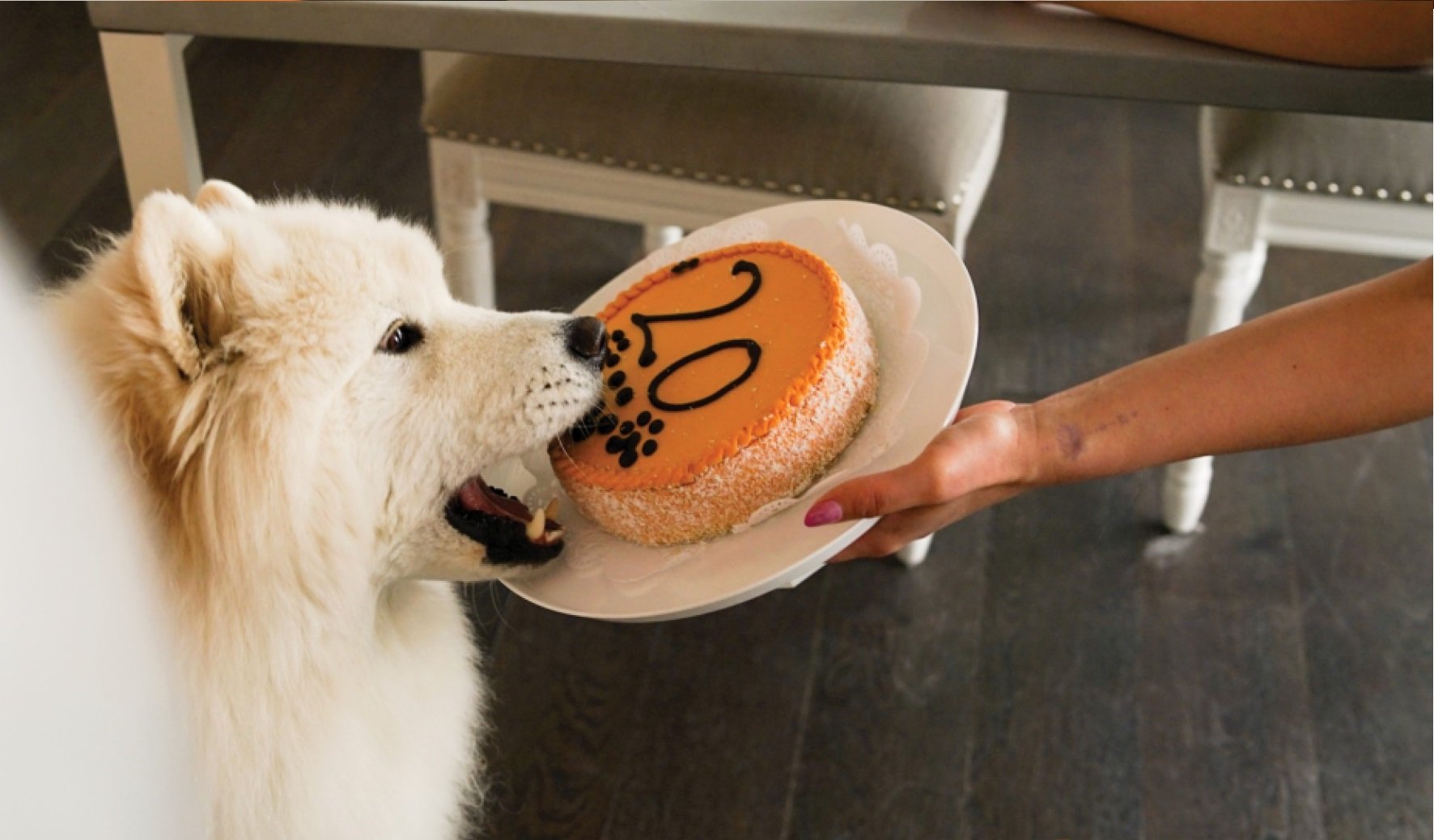 An Introductory Guide to Choosing the Right Food for Your Dog