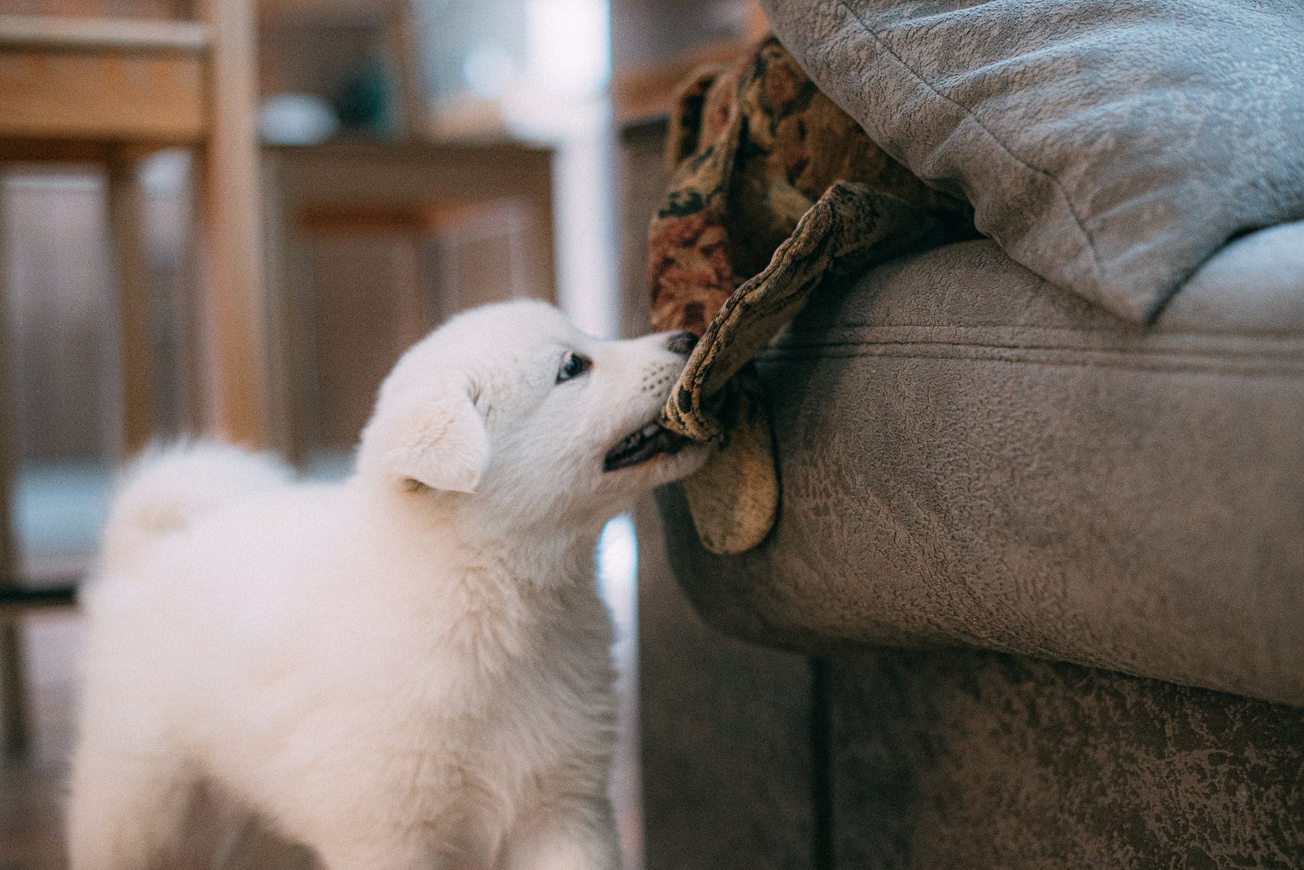 The Ultimate First Time Dog Parent Guide