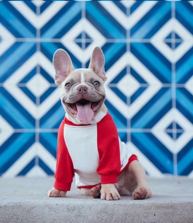 4 Easy Ways to Clean Your Dog's Teeth