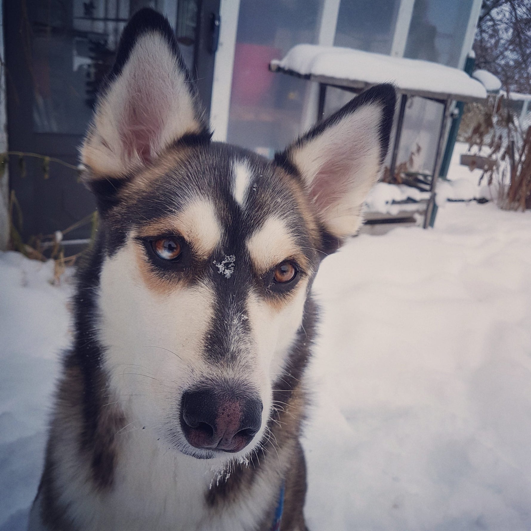 Daily Life at Sturgeon County Kennels