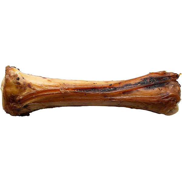 Shin bone on a white background