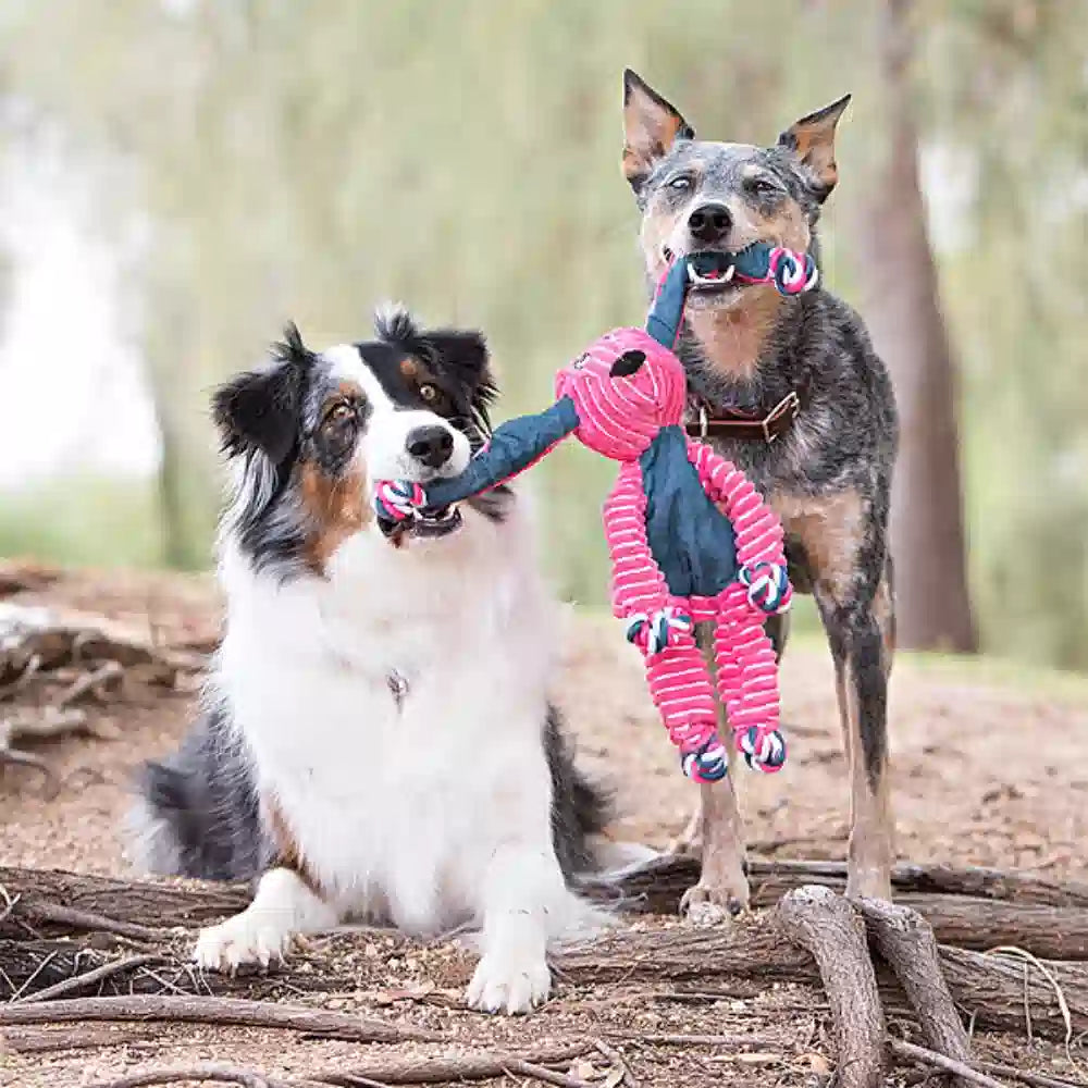 Two dogs playing with a colorful dog toy outdoors.