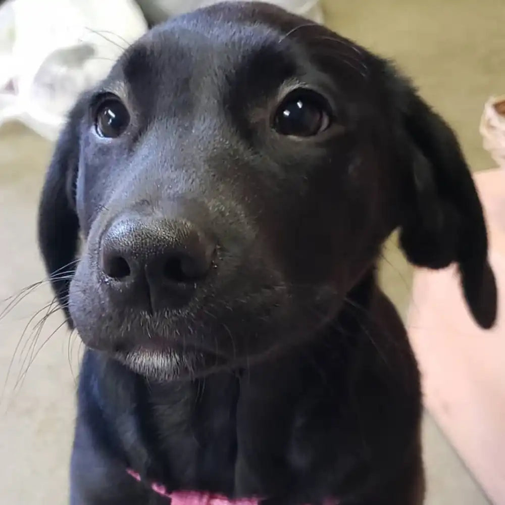 Close-up of a black dog with a pink collar.