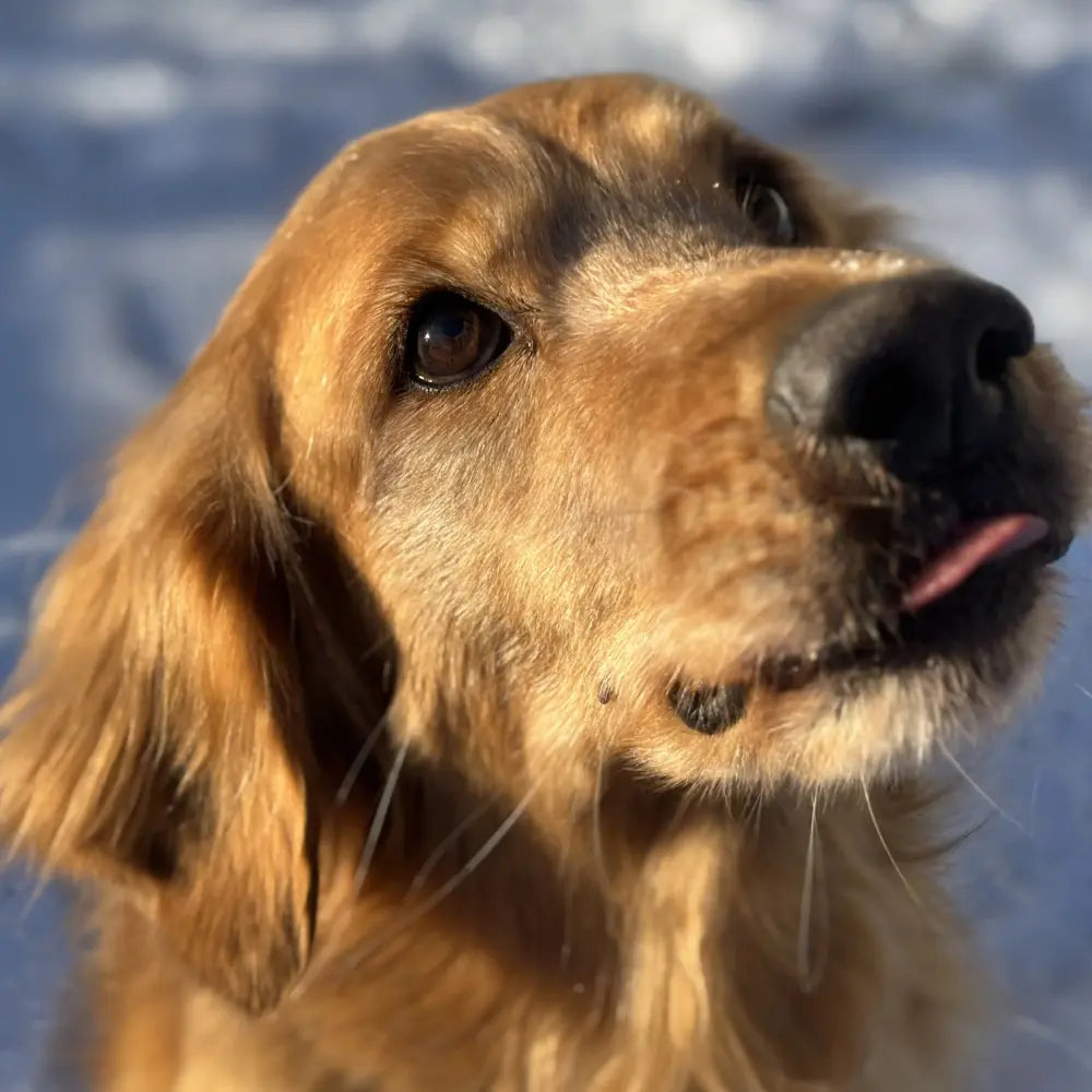 Close-up of a dog with a snowy background