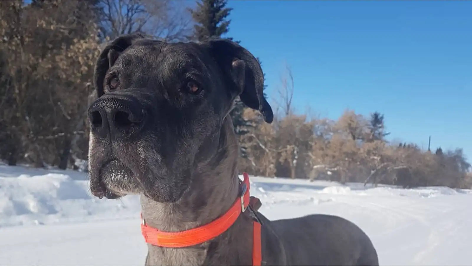 Dog with an orange collar standing in a snowy landscape with trees in the background