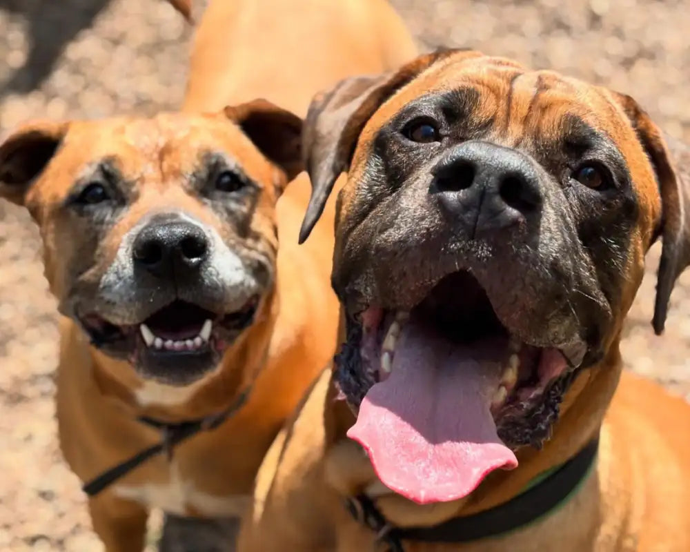 Two Boxer dogs with their tongues out, standing close together on a gravel surface.